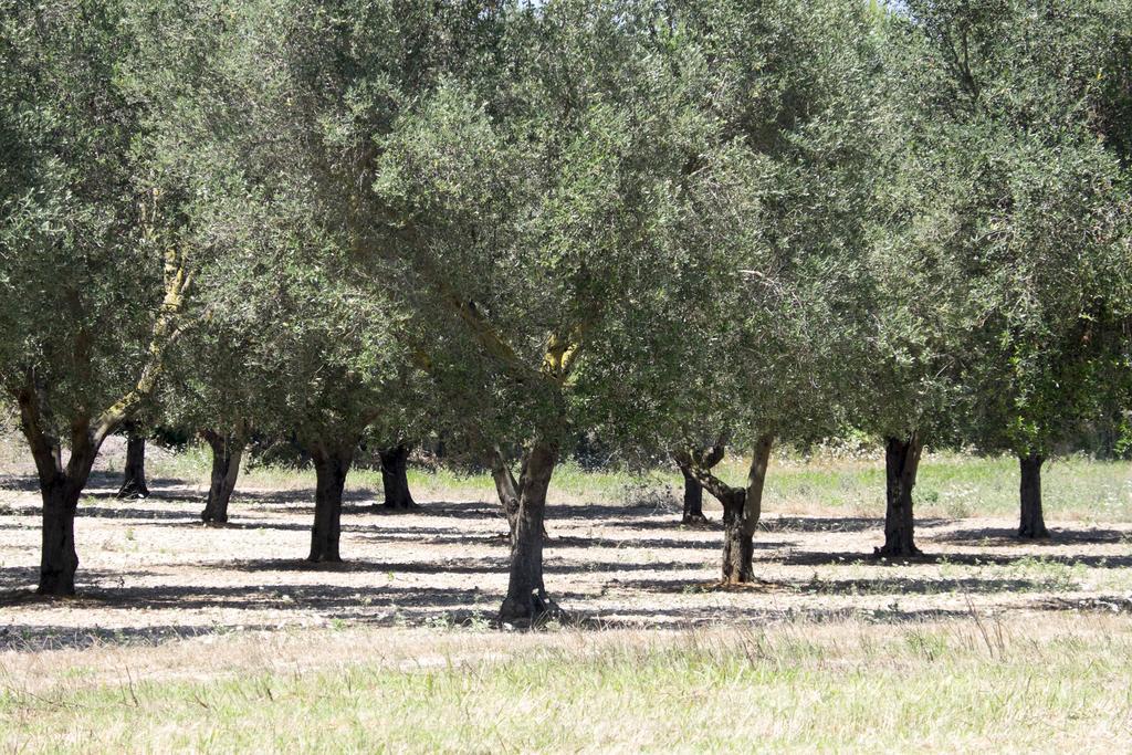 Masseria Prosperi Алимини Экстерьер фото